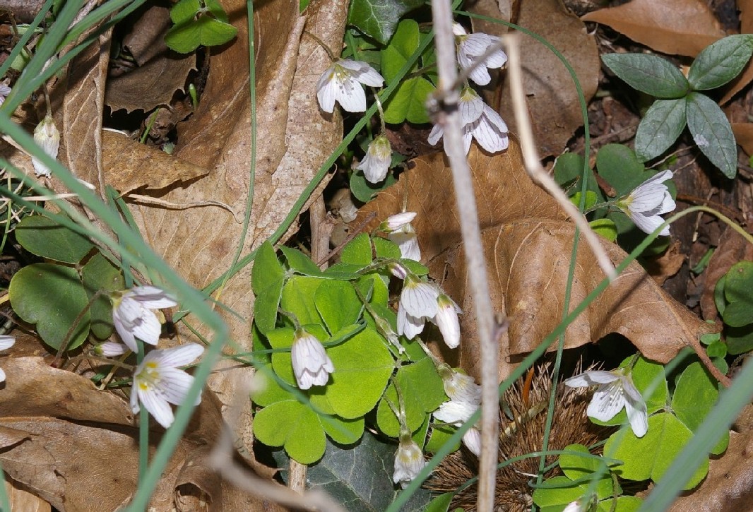 Oxalis acetosella / Acetosella dei boschi